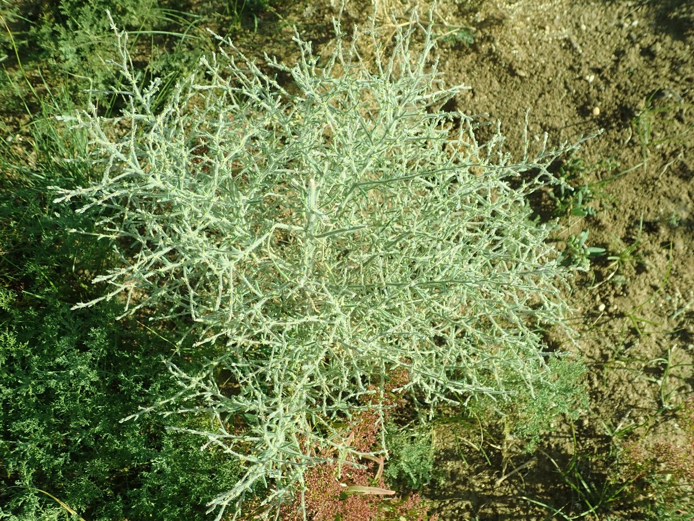 Image of Grubovia dasyphylla specimen.