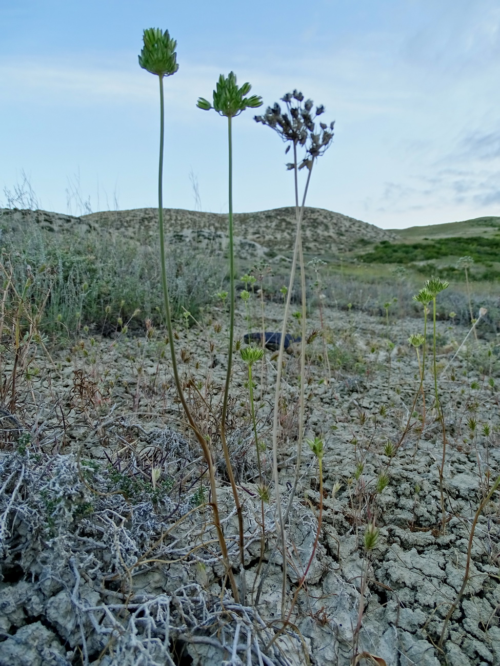 Image of genus Allium specimen.