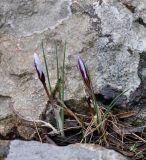 Crocus hartmannianus