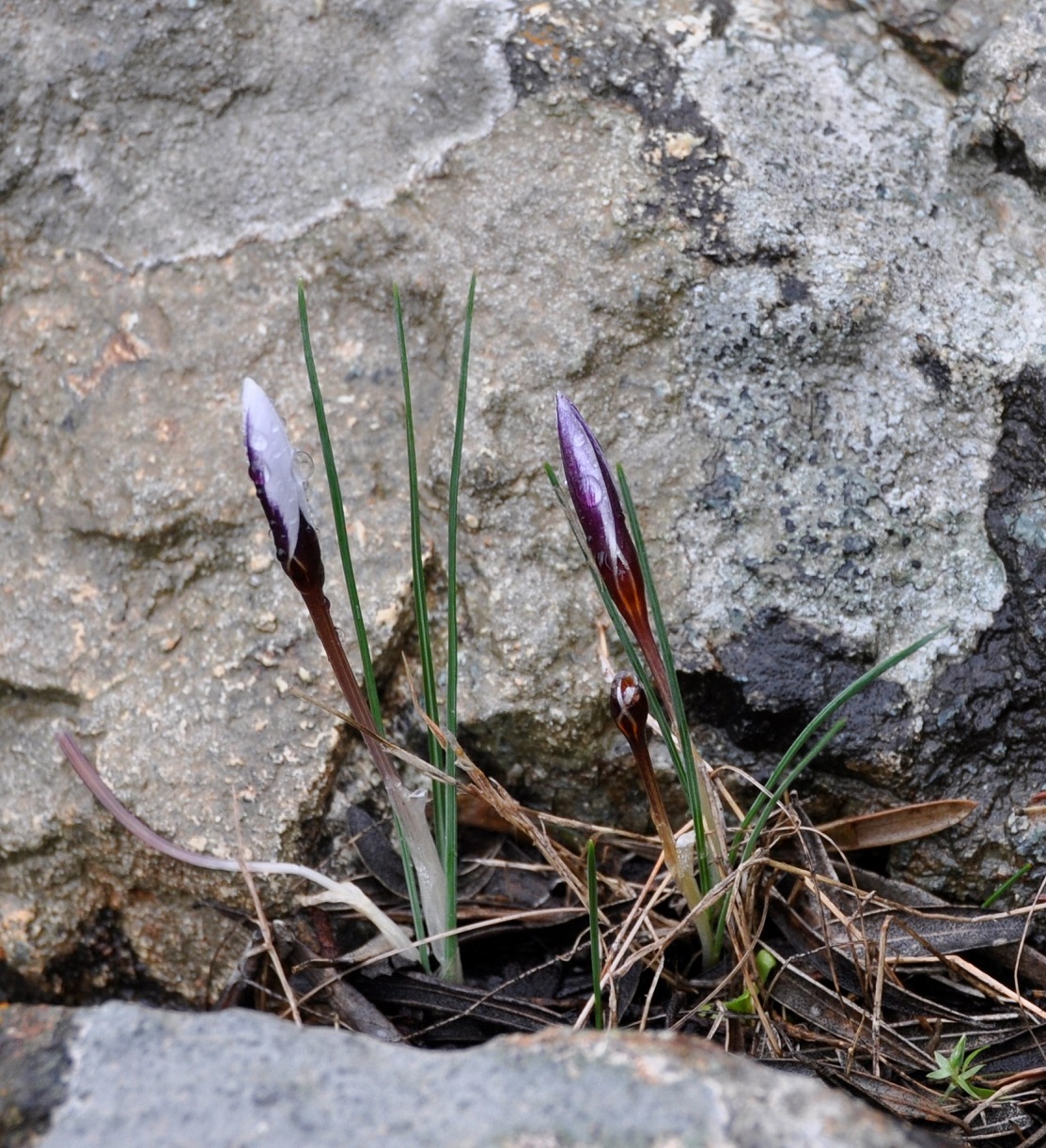 Изображение особи Crocus hartmannianus.