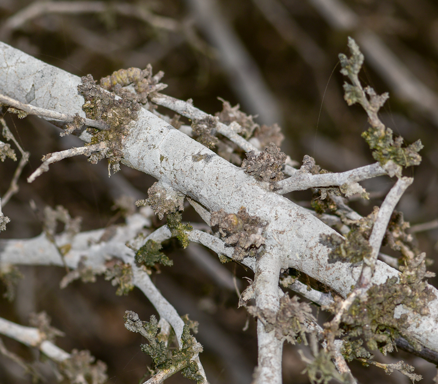 Image of Prosopis pallida specimen.