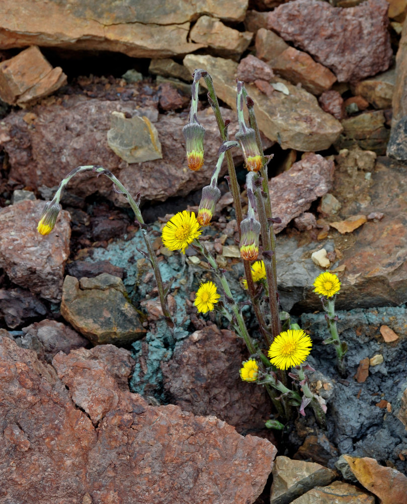 Изображение особи Tussilago farfara.