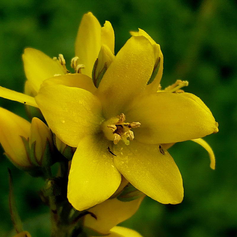 Image of Lysimachia vulgaris specimen.