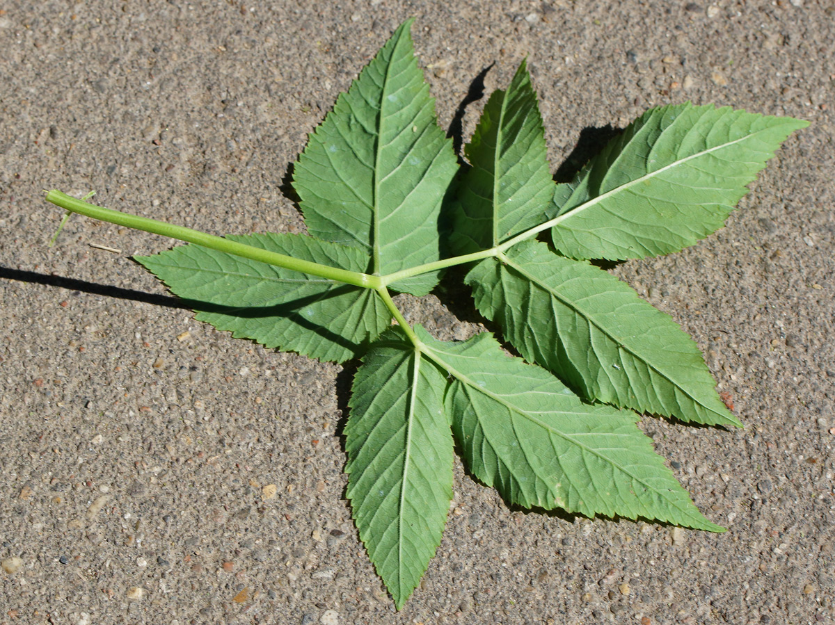 Image of Aegopodium podagraria specimen.