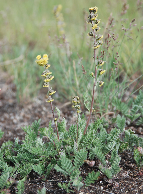 Изображение особи Artemisia phaeolepis.