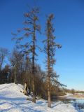 род Larix