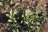 Sempervivum ruthenicum. Вегетирующие растения. Крым, Севастополь, балка Бермана, обочина грунтовой дороги. 05.06.2020.