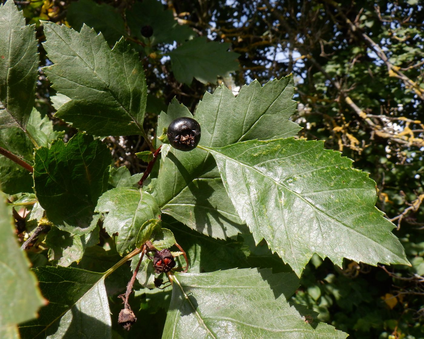 Изображение особи род Crataegus.