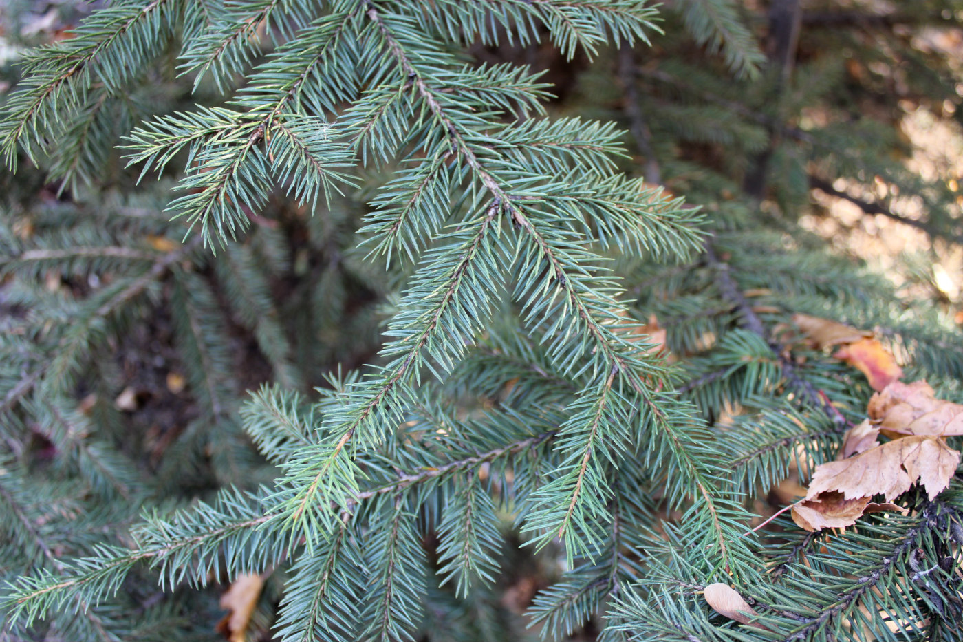 Image of Picea retroflexa specimen.