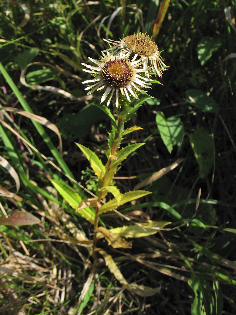 Image of Carlina intermedia specimen.