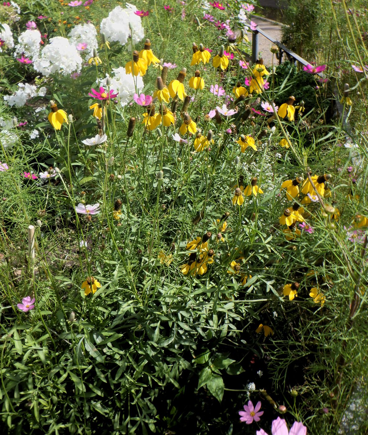 Image of Rudbeckia columnifera specimen.