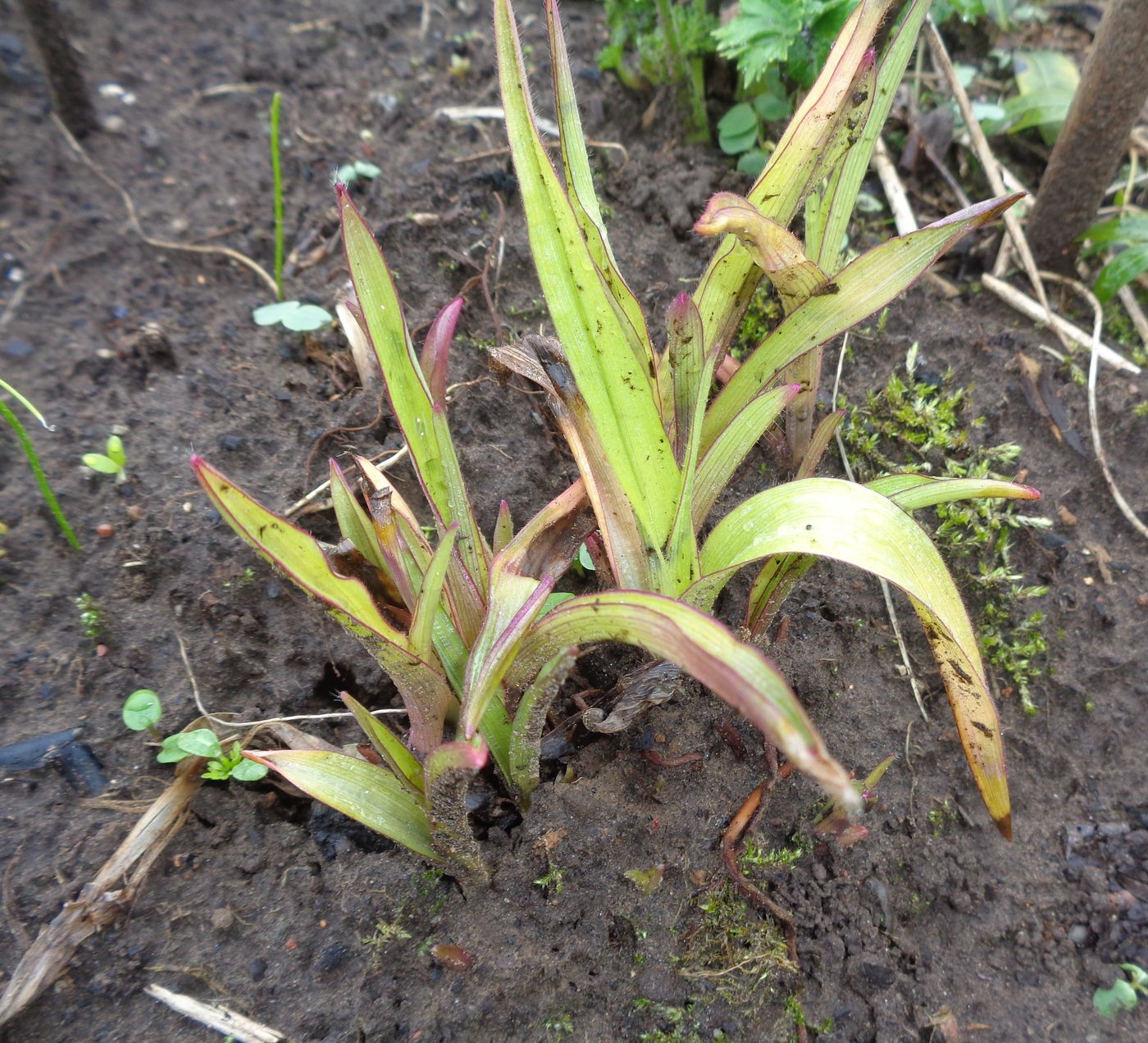 Image of Tradescantia virginiana specimen.