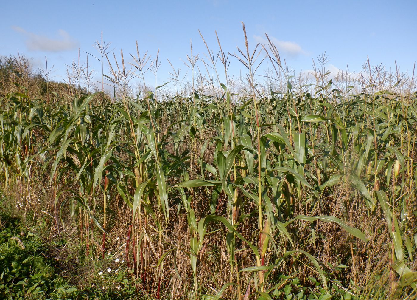 Image of Zea mays specimen.