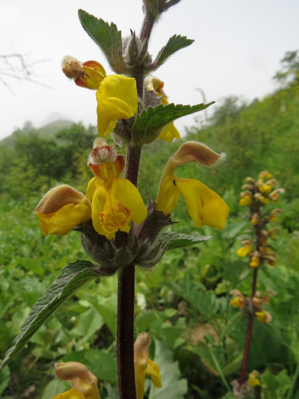 Изображение особи Phlomoides sarawschanica.