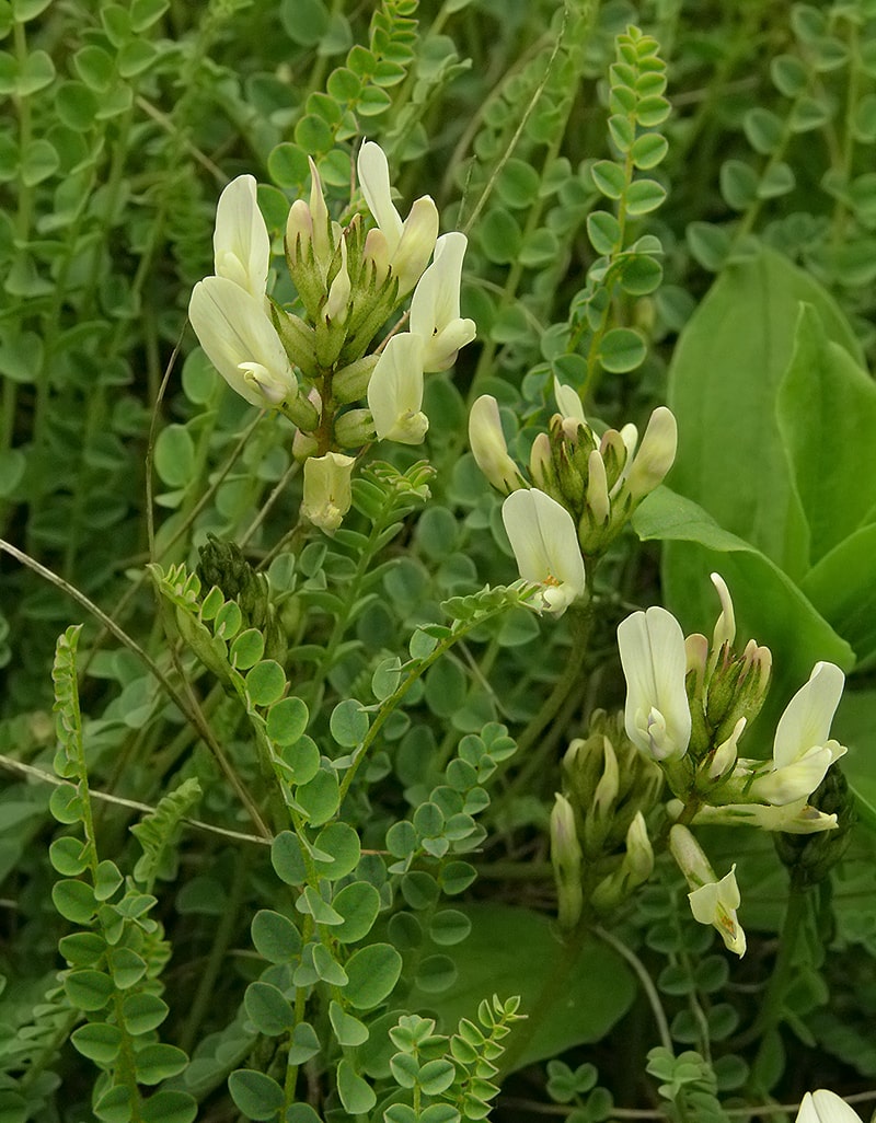 Изображение особи Astragalus sanguinolentus.