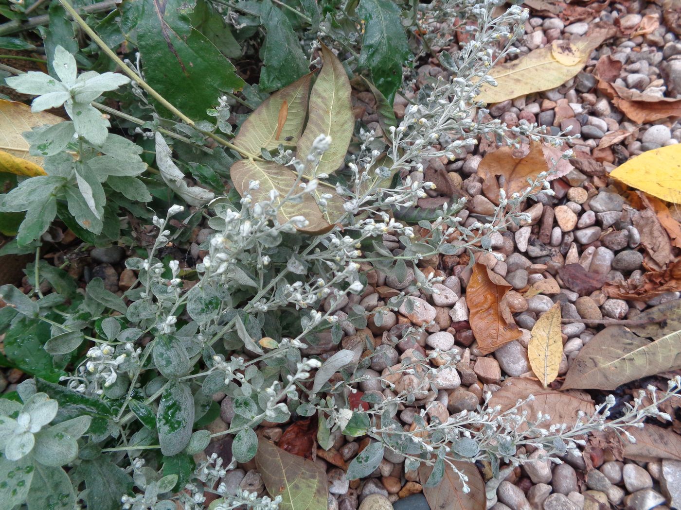 Image of genus Artemisia specimen.