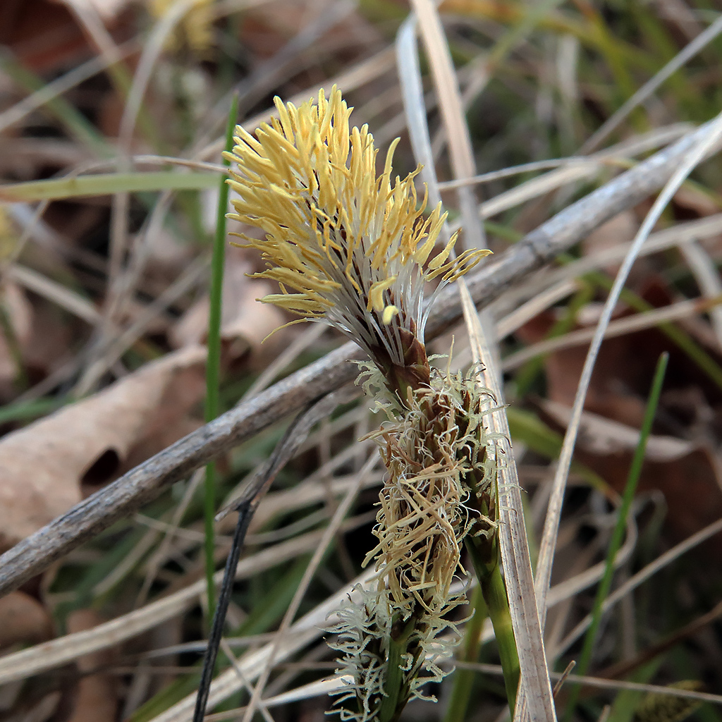 Изображение особи Carex ericetorum.