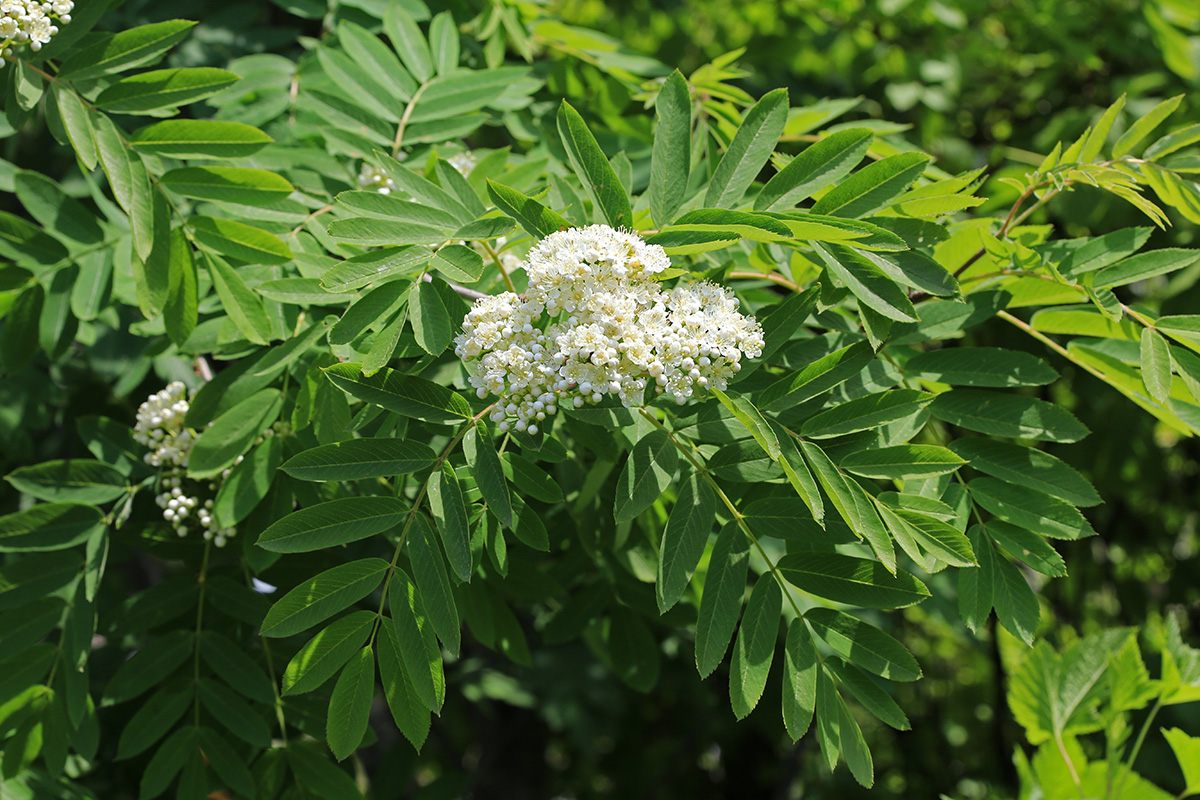 Изображение особи Sorbus amurensis.