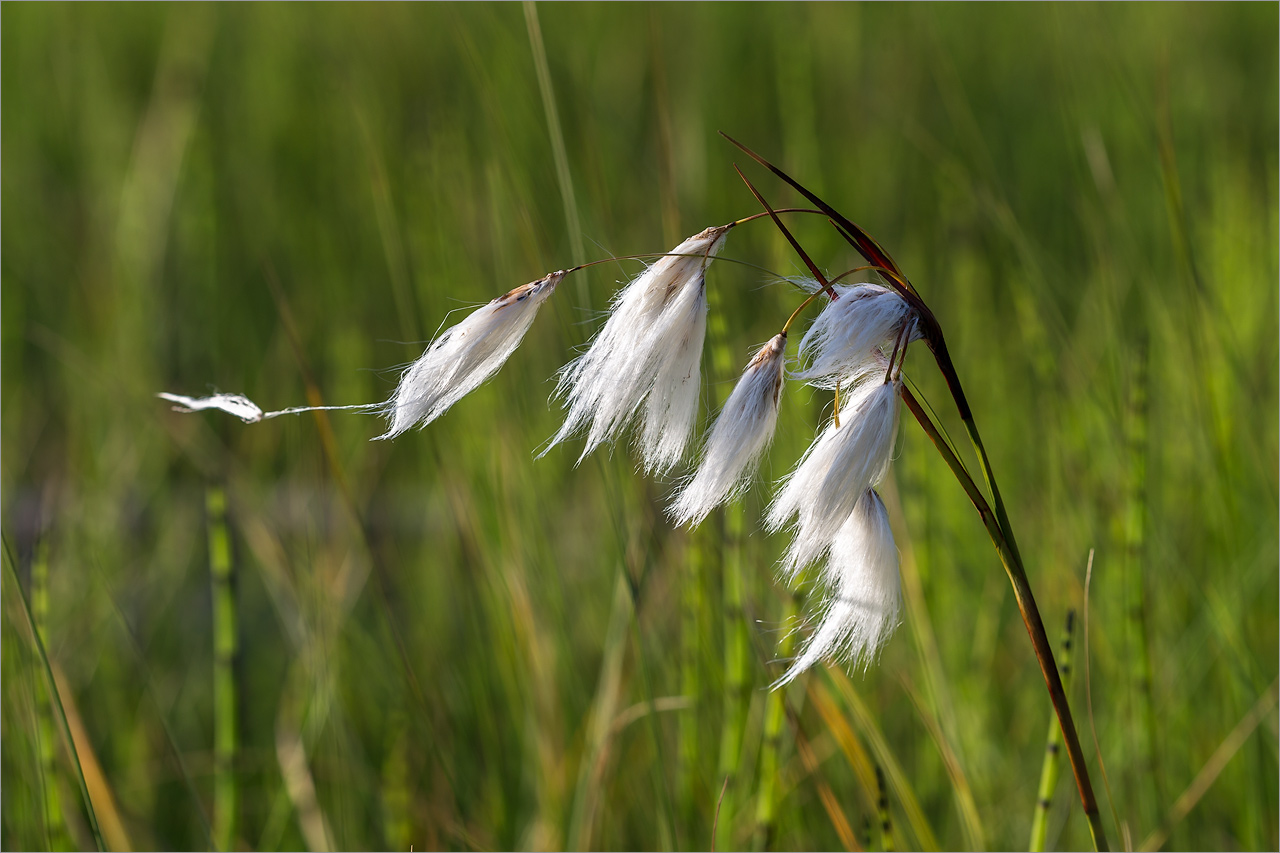 Изображение особи Eriophorum angustifolium.