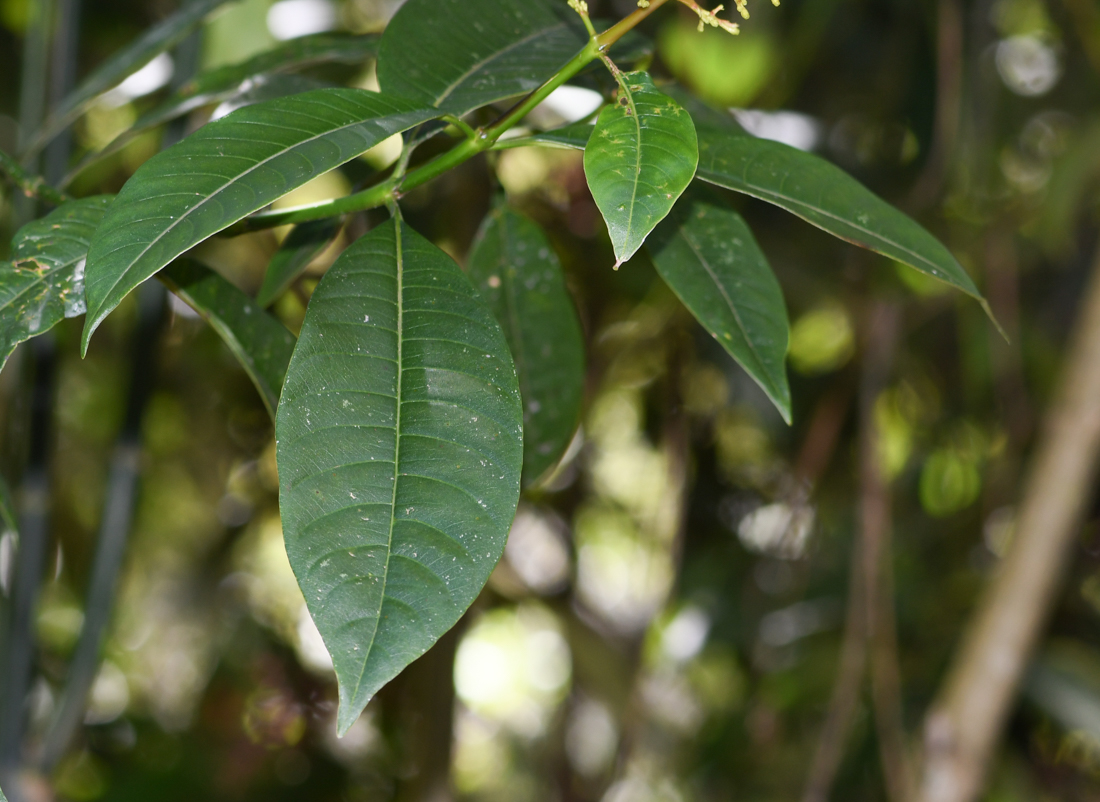 Image of Palicourea macrobotrys specimen.