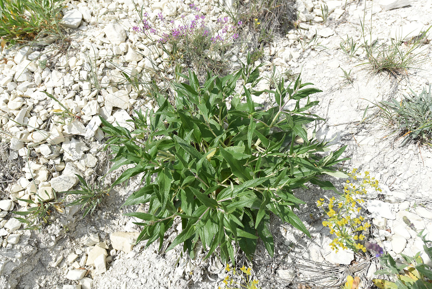 Image of genus Phlomis specimen.