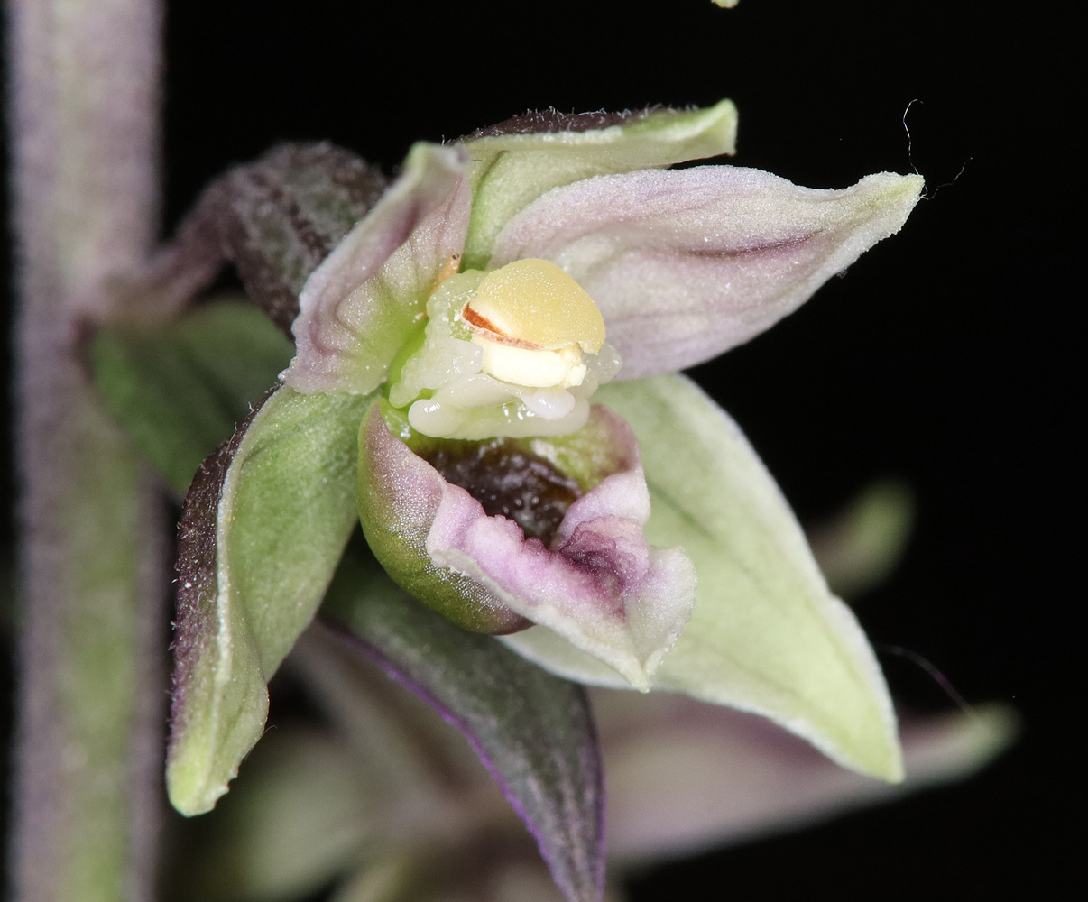 Image of Epipactis condensata specimen.