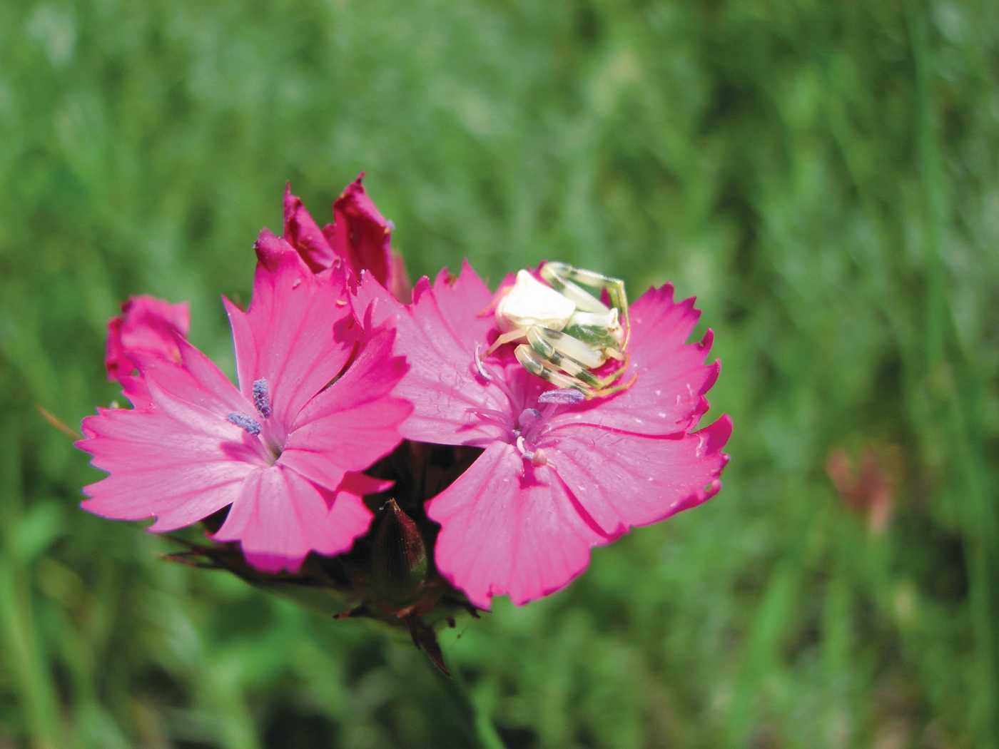 Изображение особи Dianthus subulosus.