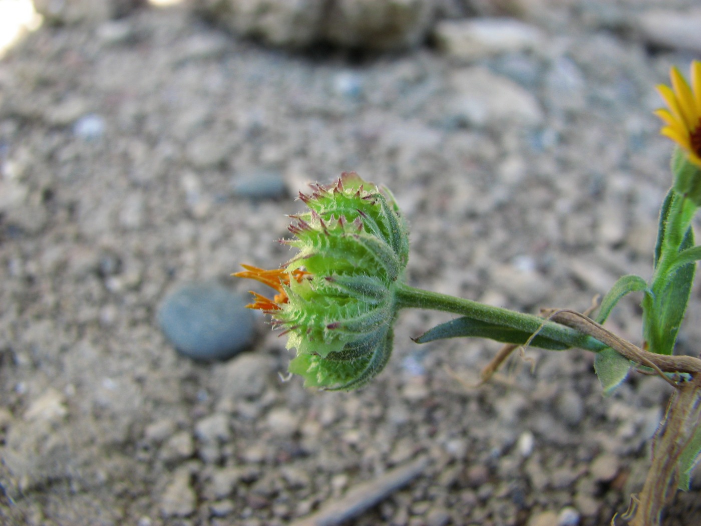 Image of Calendula persica specimen.