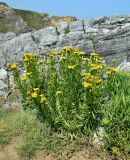 Limbarda crithmoides. Куртина цветущих растений. Испания, Астурия, муниципалитет Газон, берег Бискайского залива, скалы. Июль.