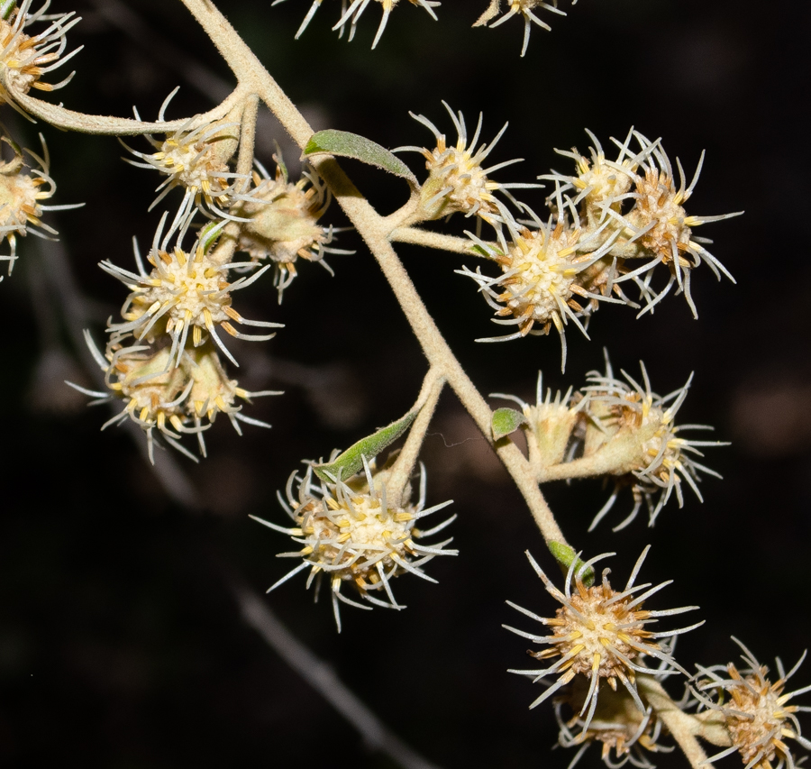 Изображение особи Tarchonanthus camphoratus.