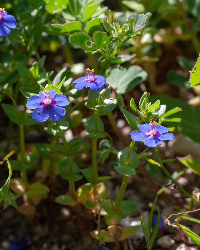 Image of Anagallis arvensis specimen.