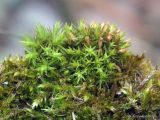 Смотреть изображение род Orthotrichum