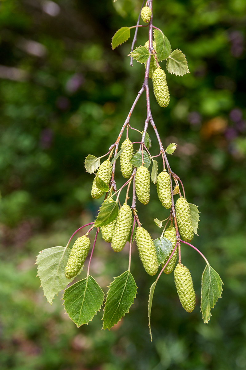 Изображение особи Betula pendula.