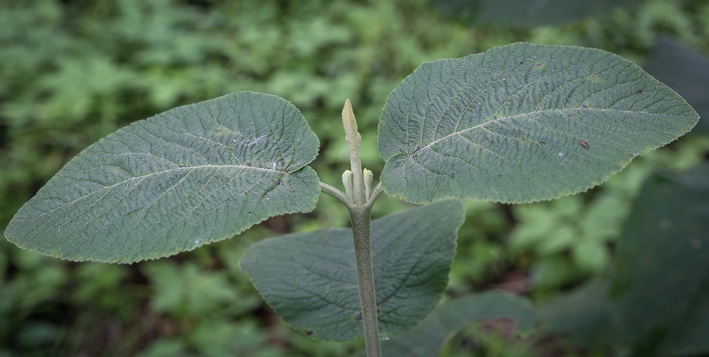 Image of Viburnum lantana specimen.