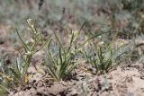 Neotorularia torulosa