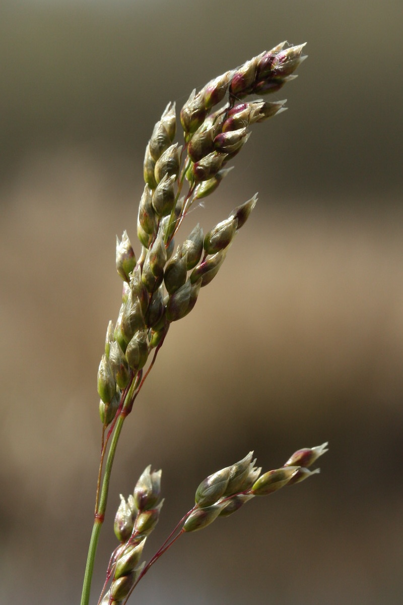 Image of Hierochloe odorata specimen.