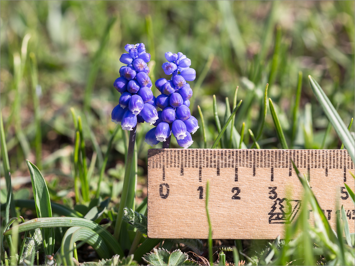 Image of Muscari dolichanthum specimen.