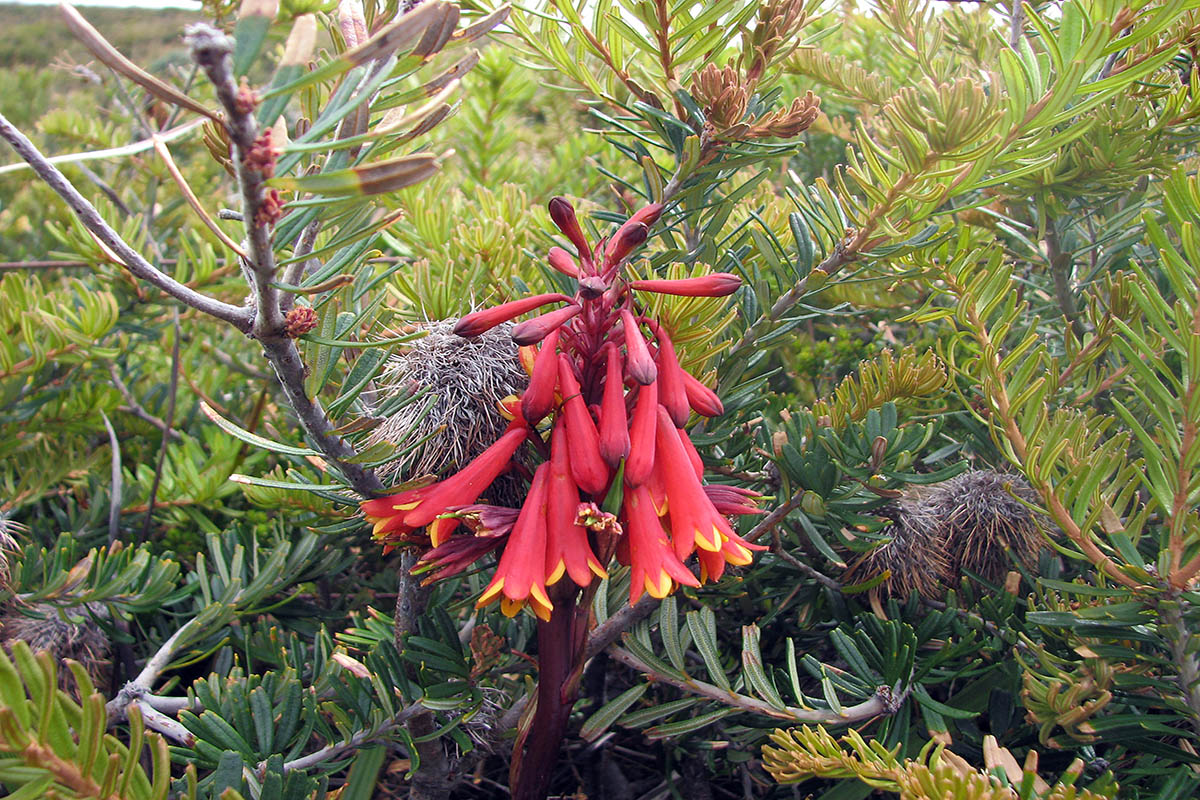 Image of Blandfordia punicea specimen.