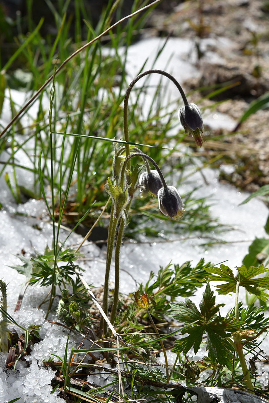 Изображение особи Pulsatilla campanella.