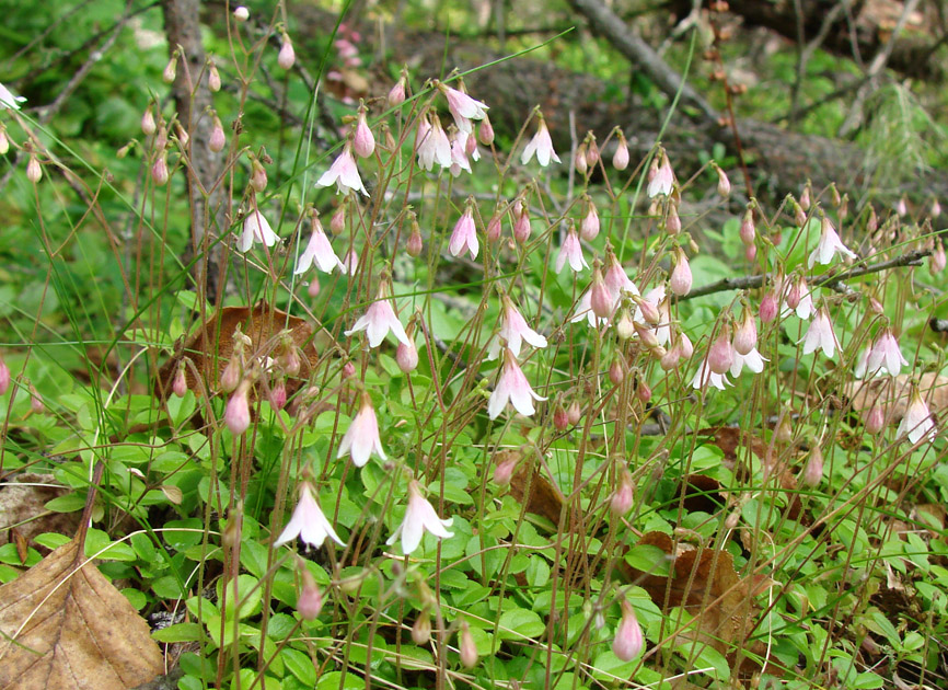 Изображение особи Linnaea borealis.