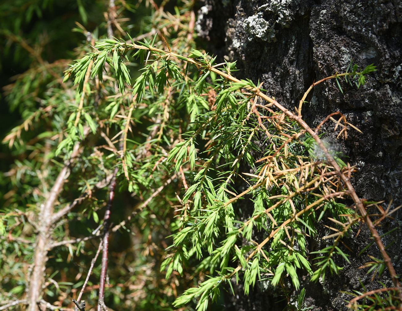 Изображение особи род Juniperus.