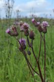 Cirsium arvense. Общее соцветие. Мурманская обл., Кольский р-н, Долина Славы, Мемориал защитникам Советского Заполярья; окрайка посевов кормовых трав. 01.08.2022.