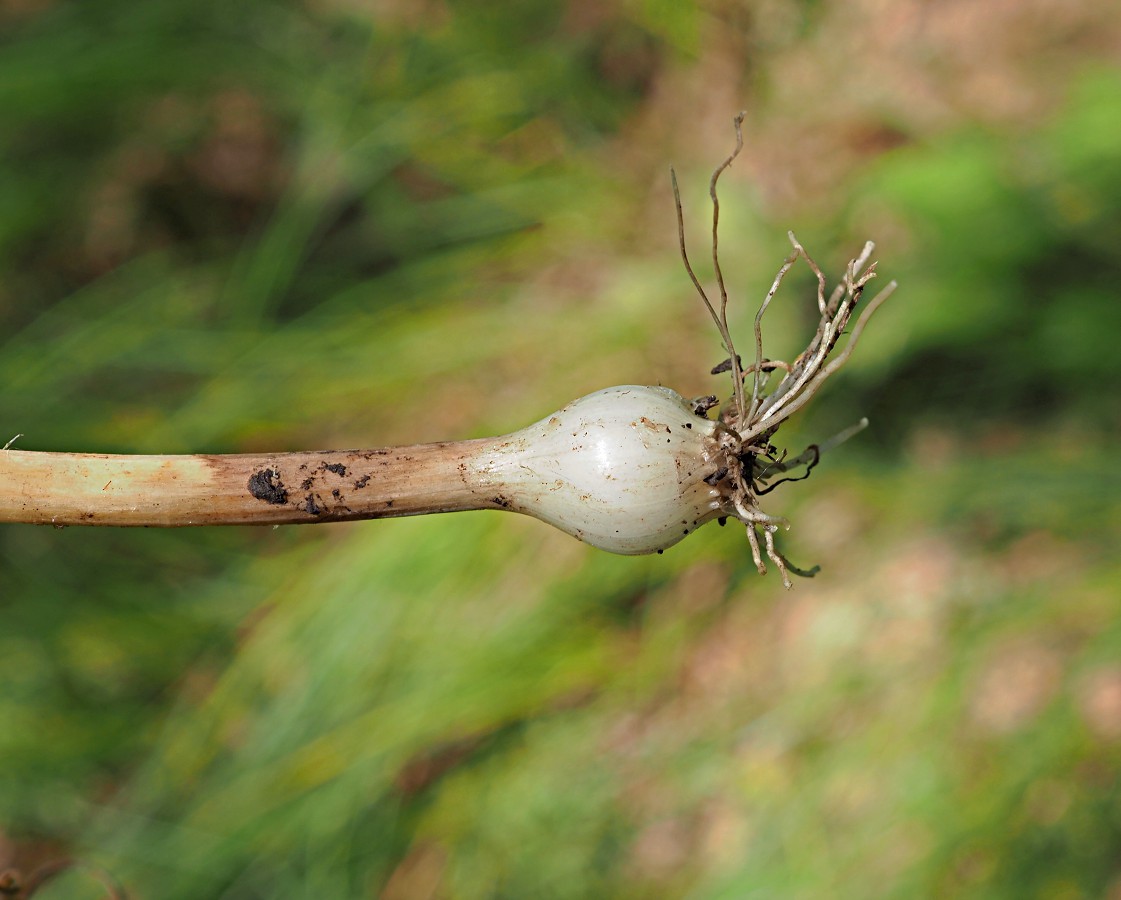 Image of Allium oleraceum specimen.