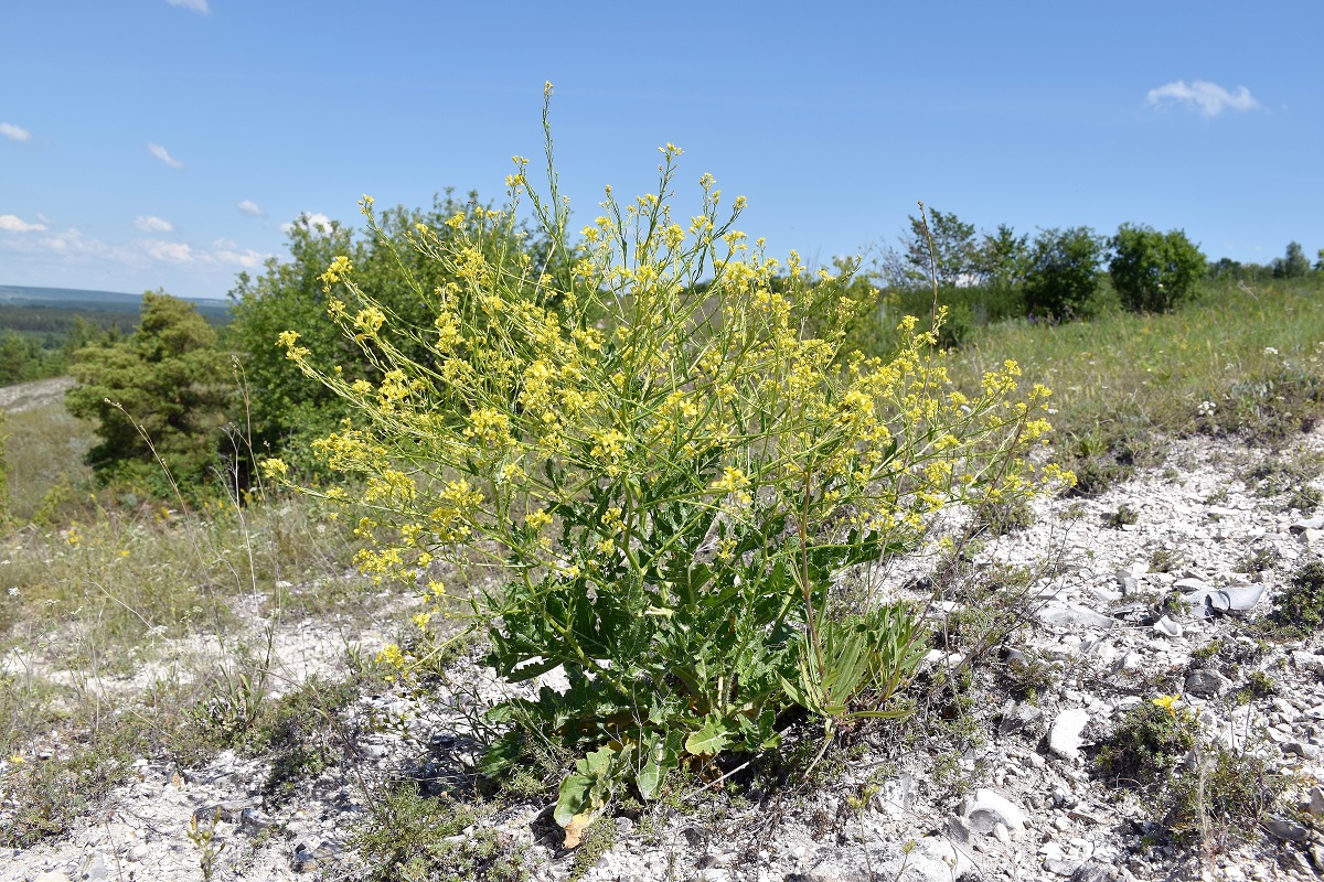 Изображение особи Rapistrum perenne.