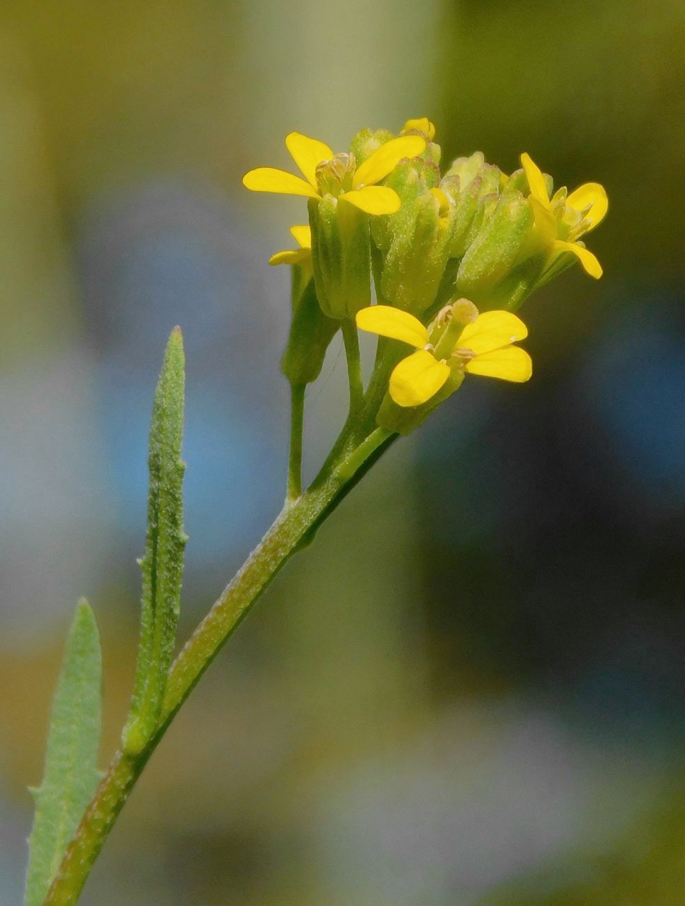 Изображение особи Erysimum hieraciifolium.