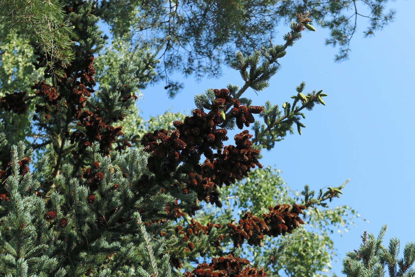 Изображение особи Picea glauca.