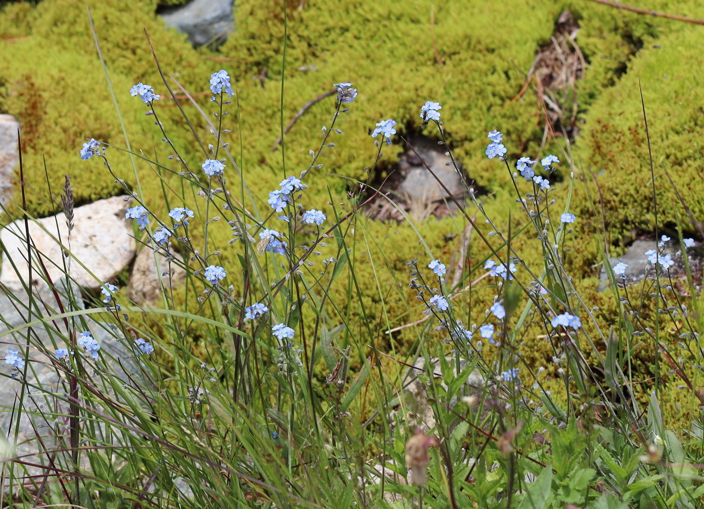 Image of Myosotis austrosibirica specimen.