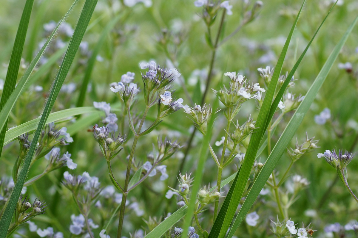 Image of Nepeta parviflora specimen.