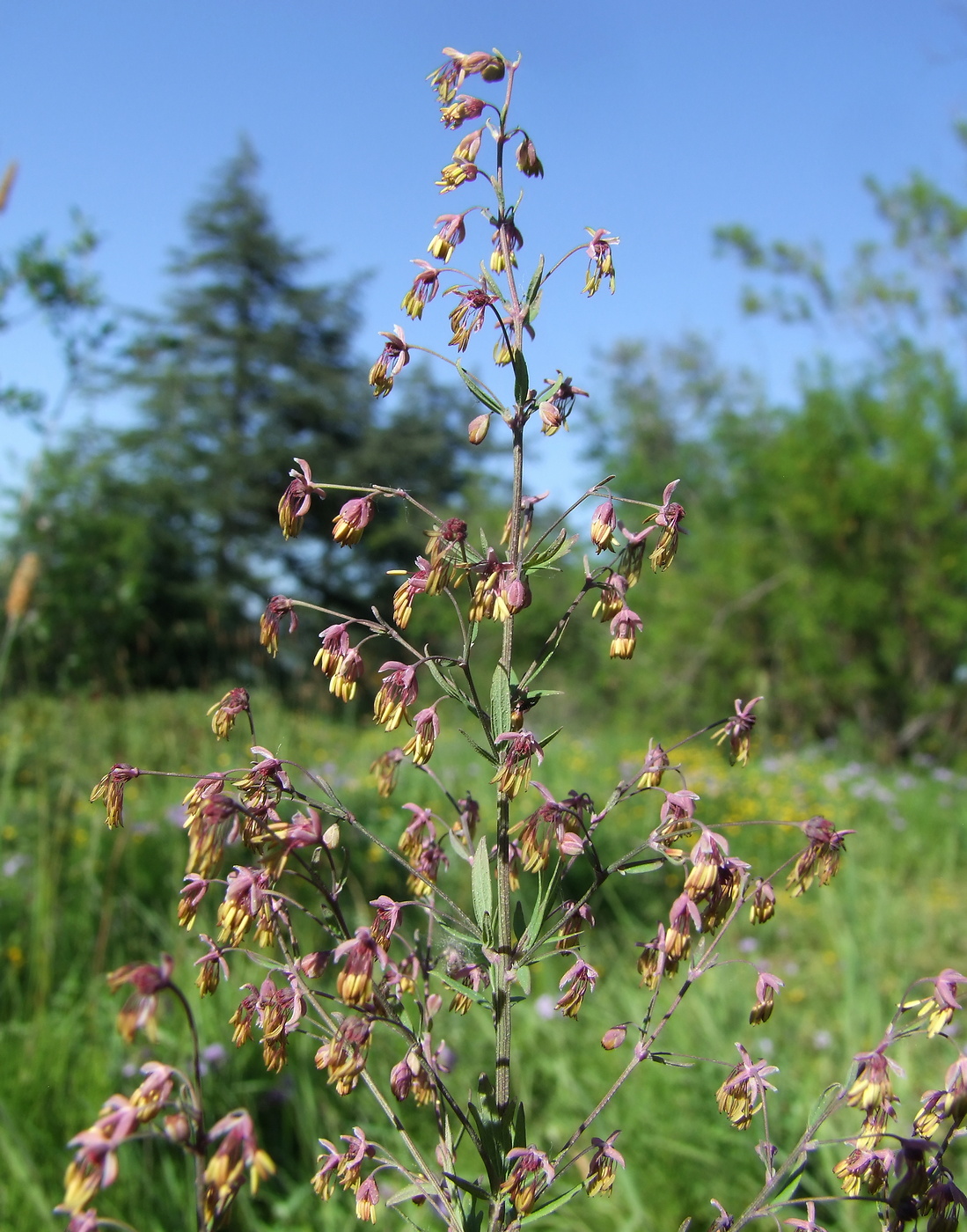 Изображение особи Thalictrum simplex.