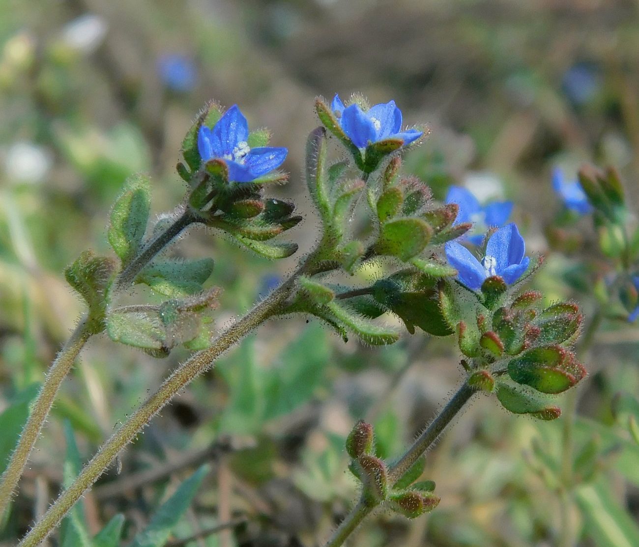 Image of Veronica triphyllos specimen.